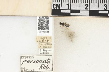 Media type: image;   Entomology 771515 Aspect: Labels